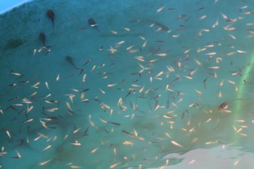 ضرورت اتخاذ تدابیر لازم برای تولید بچه ماهی دریایی در خوزستان