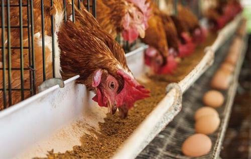 عرضه تخم مرغ پایین تر از نرخ مصوب در بازار
