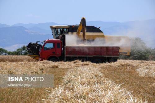 پیشبینی تولید ۱۰ میلیون تن گندم در سال زراعی جاری