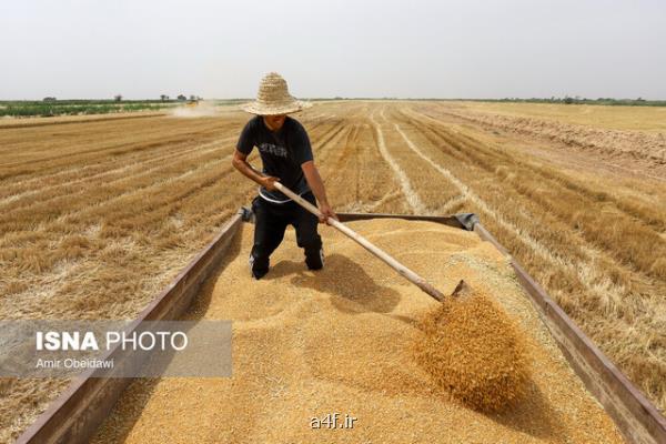 پرداخت ۹۶ درصدی مطالبات گندمکاران خوزستانی