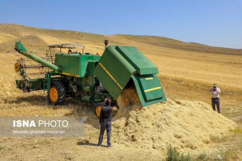 بدهی ۱۲ هزار میلیارد تومانی دولت به گندمکاران