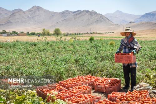 صادرات گوجه فرنگی و پیاز مشمول عوارض شد