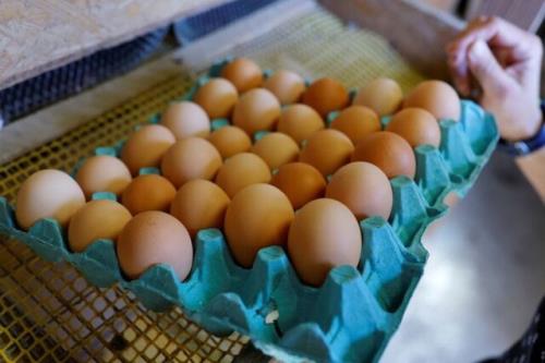 راهکار فرانسه برای مقابله با افزایش قیمت تخم مرغ