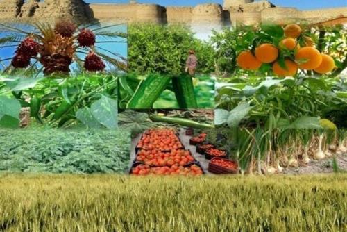 خوزستان در قسمت بیمه زراعت رتبه نخست کشور را دارد