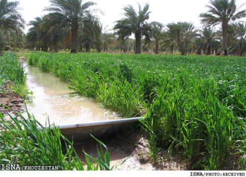 چرا حق آبه سالانه کشاورزی خوزستان محقق نشده است؟