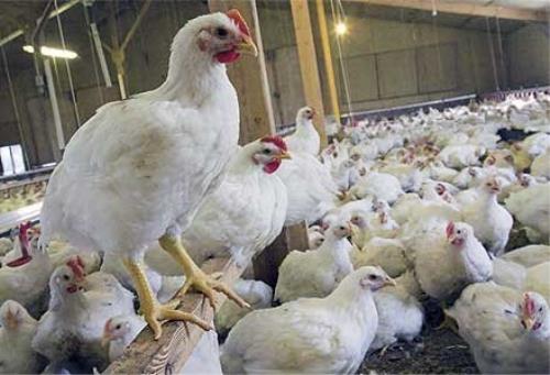 خرید 10 تن مرغ مازاد تولیدی مرغداران خوزستانی
