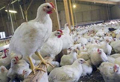 خرید 10 تن مرغ مازاد تولیدی مرغداران خوزستانی