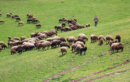فارس رتبه نخست جمعیت دام سبک کشور را داراست
