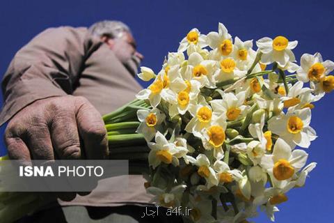 من ابوی گل نرگس در ایران هستم