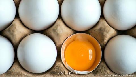 واردات تخم مرغ با مجوز وزارت صنعت، تولید بیشتر از نیاز داخلی