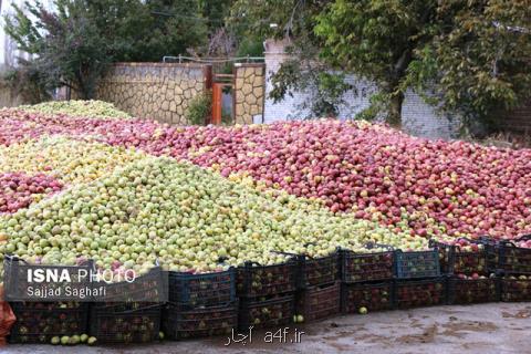 لغو ممنوعیت صادرات سیب آذربایجان غربی