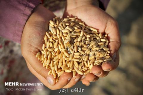 خرید 2 و دو دهم میلیون تن گندم از كشاورزان
