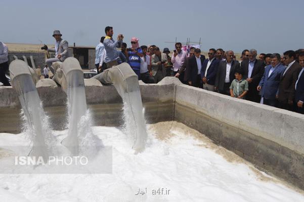 به دنبال حضور پر رنگ تر در بازارهای میگوی چین و روسیه هستیم