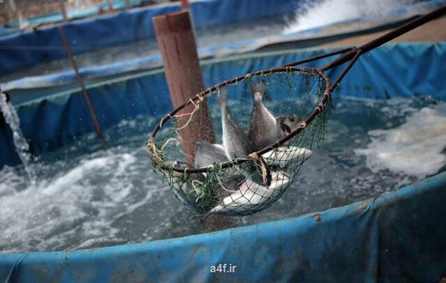 آب خوش از گلوی تولیدكنندگان ماهی خرمشهر پایین نمی رود