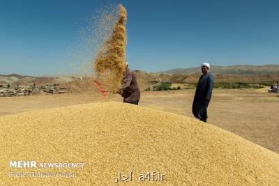 آمادگی خرید بدون محدودیت گندم كشاورزان را داریم