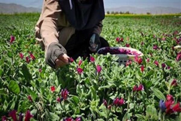 ضرورت استفاده از ظرفیت شركت های مدیریت صادرات در تجارت گیاهان دارویی