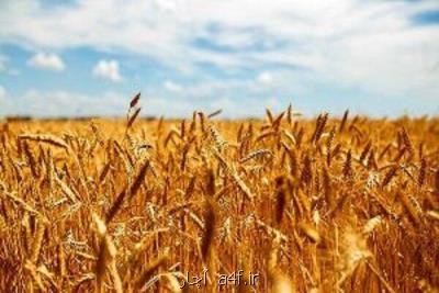 ۱۵۰۰ میلیارد تومان به گندمكاران پرداخت گردید