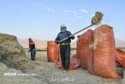 پیشبینی ۲۹ هزار میلیارد تومان اعتبار برای خرید سال جاری گندم