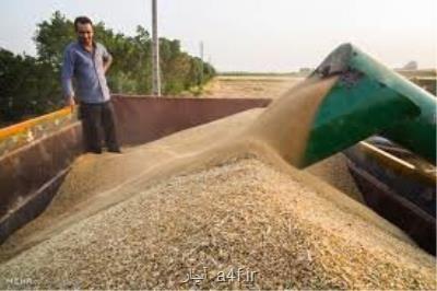 خرید تضمینی 330 هزار تن گندم در استان مركزی