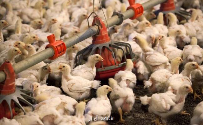 معرفی ۴۵ واحد تولیدكننده مرغ متخلف به تعزیرات حكومتی