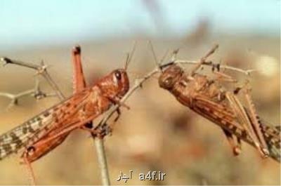 مبارزه با آفت ملخ صحرایی در ۴۴ هكتار