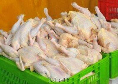 آخرین وضعیت واردات مرغ، موجودی و ترخیص خوراك طیور