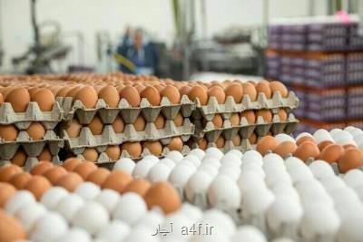 تخم مرغ گران گردید