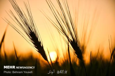 خرید تضمینی 8 و دو دهم میلیون تن گندم