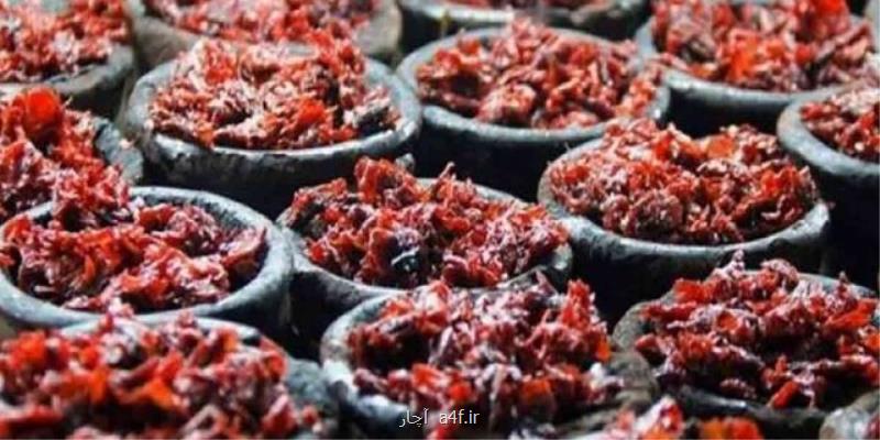 رونق بازار تنباكوی معسل قاچاق و تقلبی